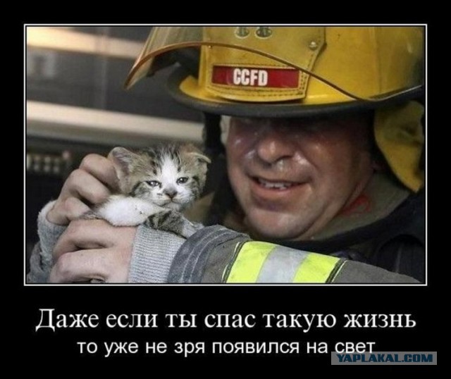 Спас котенка