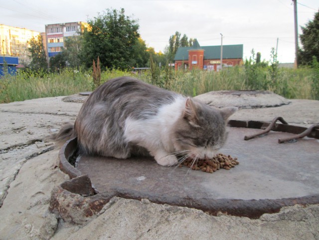 Котовторник 24.06.2014