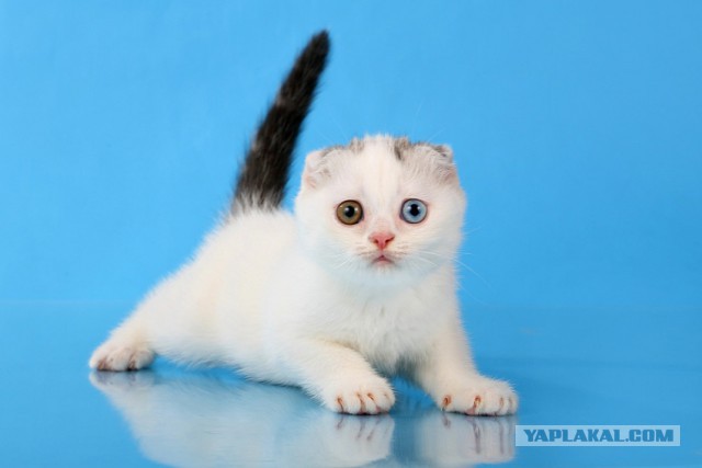 Котовторник 22.07.14