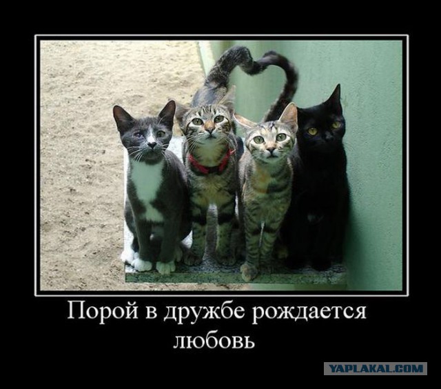 Весёлое из сети