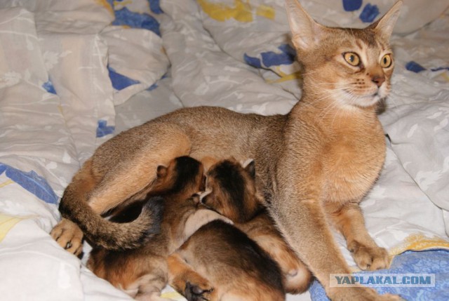 Котенок абиссина
