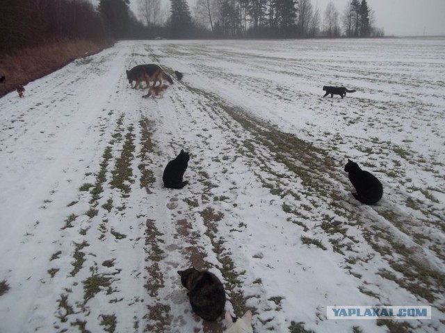Жизнь домашнего приюта для котеек 47