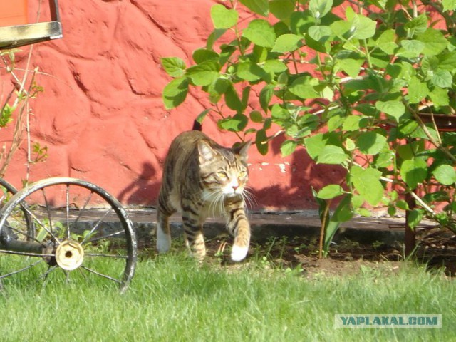 Котовторник 07 04 2015