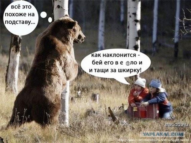 В гостях у медведя