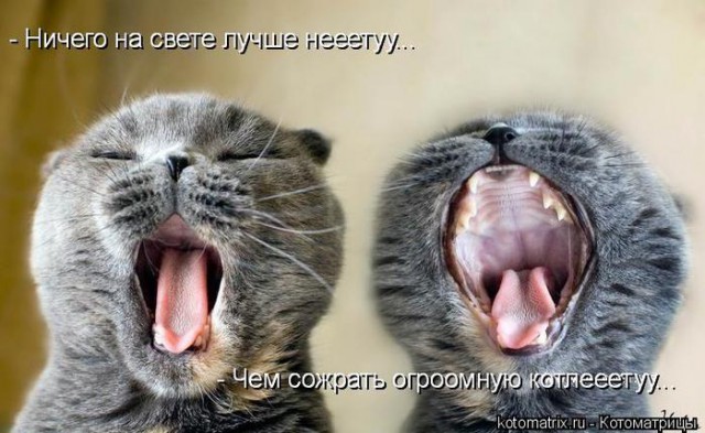 Немного братьев наших меньших! ЧЕТВЕРГ