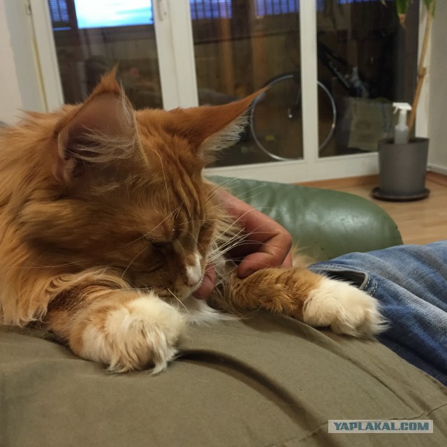 Котовторник 16.06.2015., Котовторник наступил!