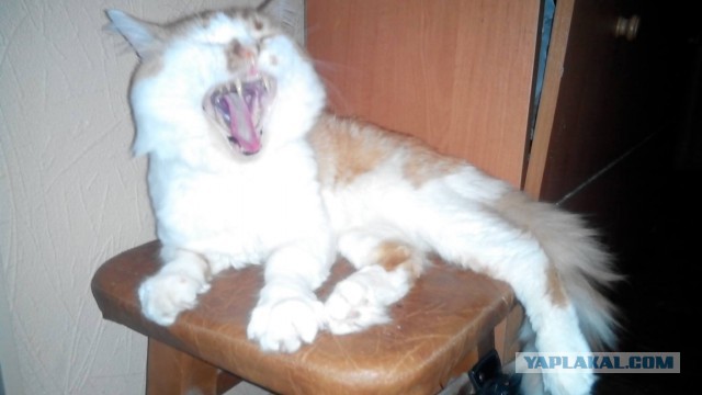 Котовторник 01.12.2015