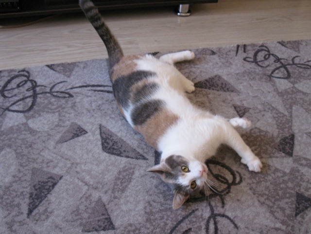 Новогодний котовторник,05.01.16.