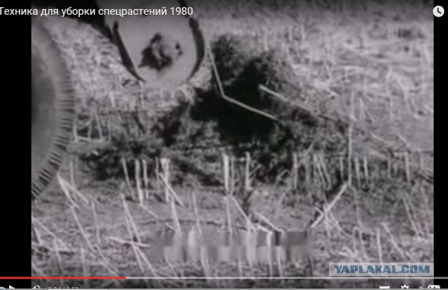 Конопля 36 лет назад