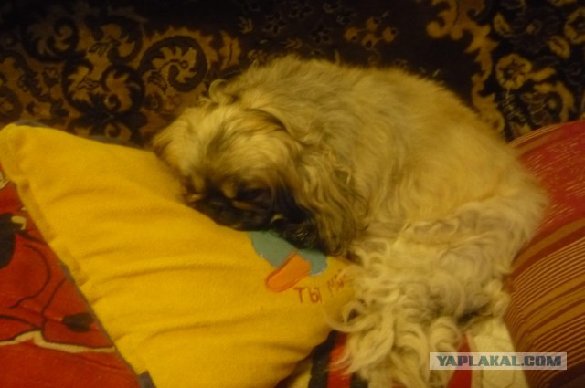 Утренний нежданчик
