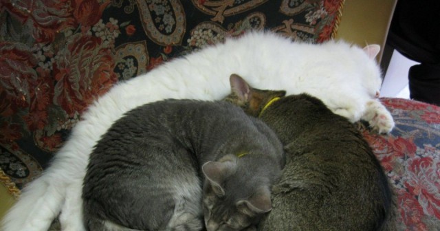 Коты из сети