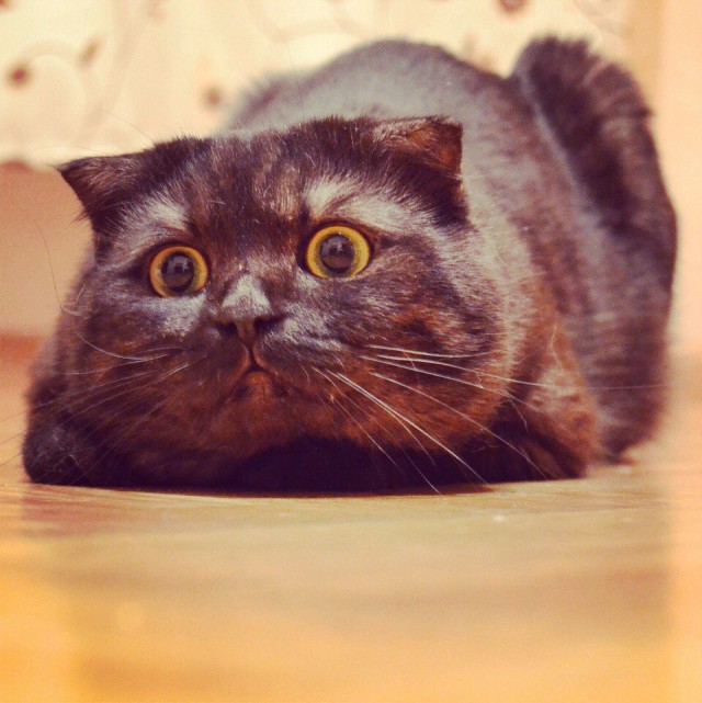 Коты из сети