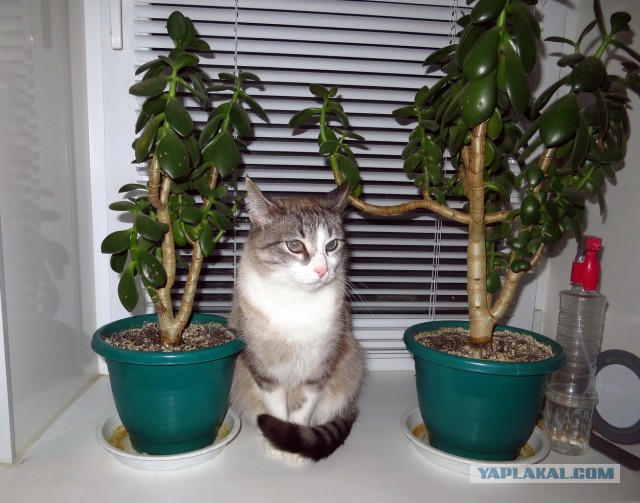Котовторник 21.02.2017