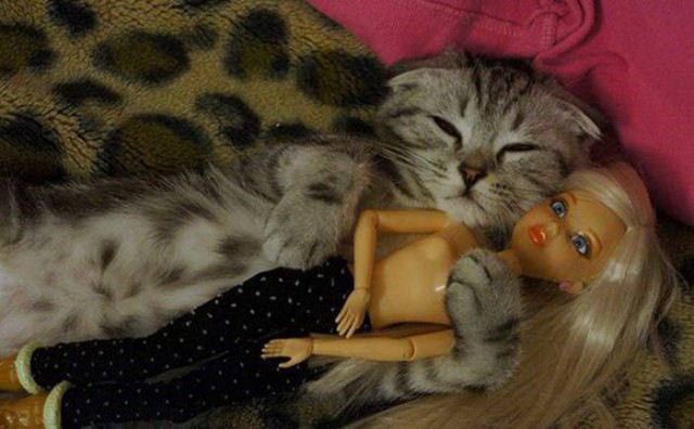 Коты и Кошки