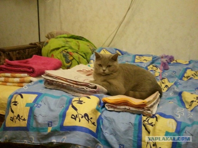Котовторник 14.03.2017