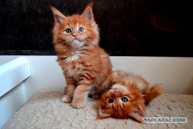 Джокер и его семья