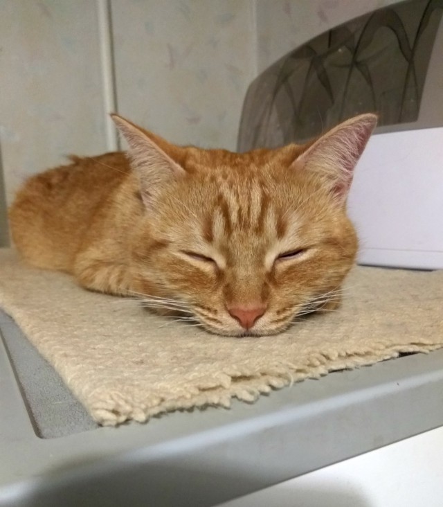 Коты и Кошки
