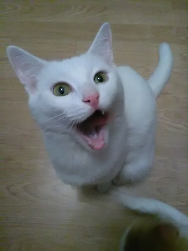 Котовторник 25.04.2017