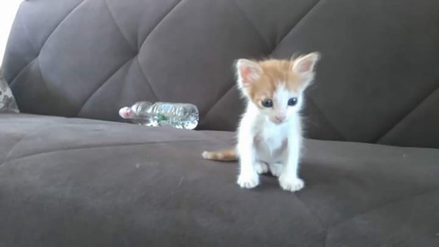 Коты и Кошки