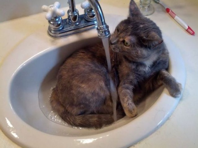 Коты и Кошки