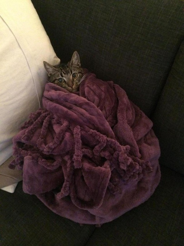 Коты и Кошки