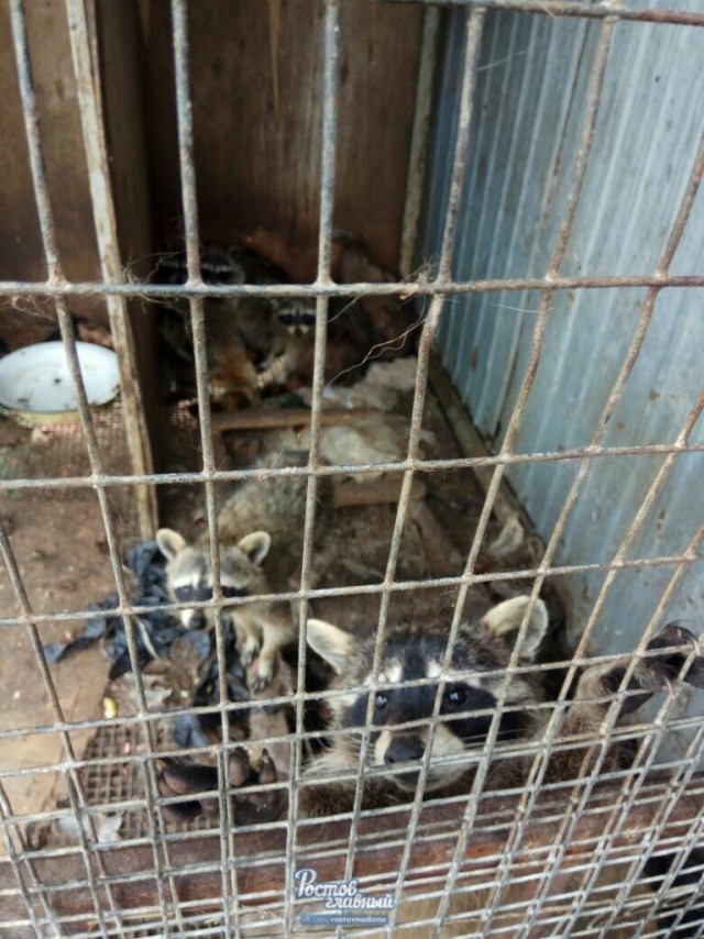 В заброшенном новошахтинском зоопарке умирает от голода десяток животных