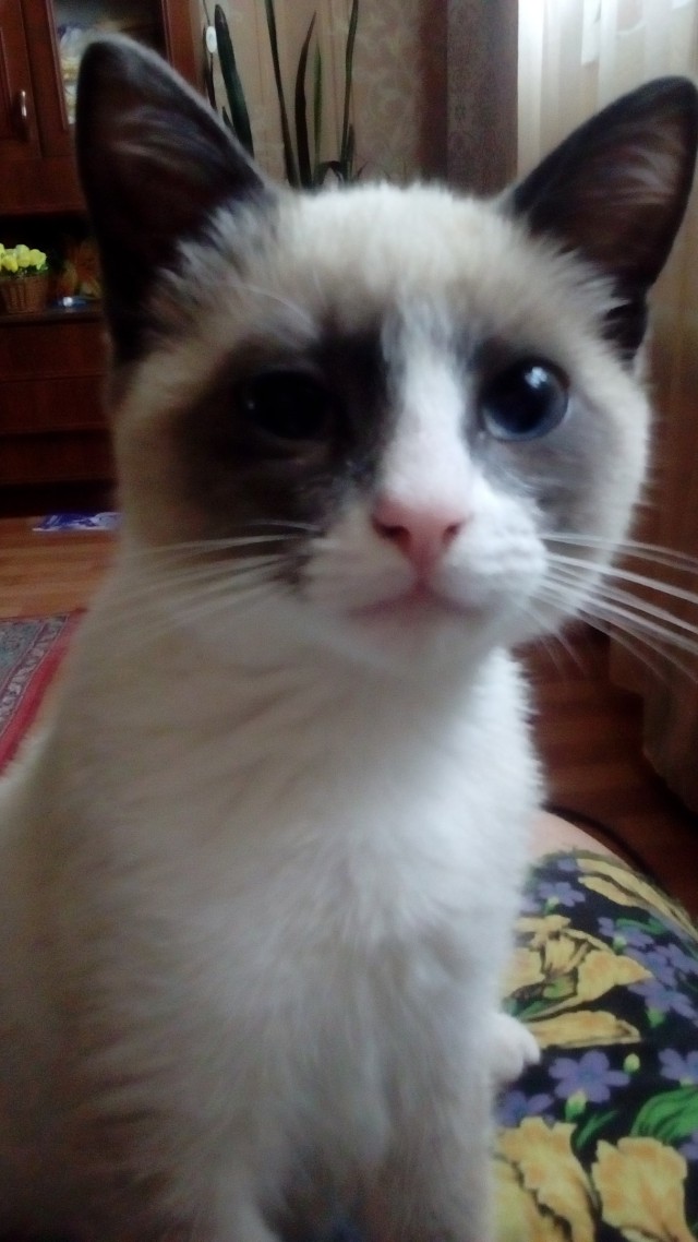 Коты и Кошки