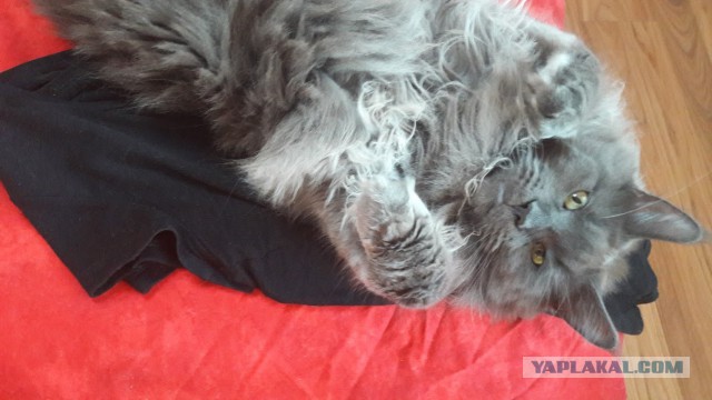 Котовторник  15.08.2017