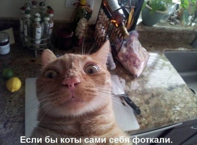 Коты и Кошки