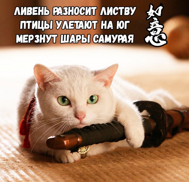Коты и Кошки