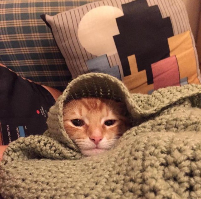 Прикольных котов пост