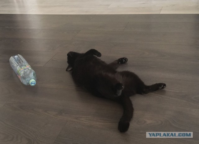 Котовторник 13.03.2018