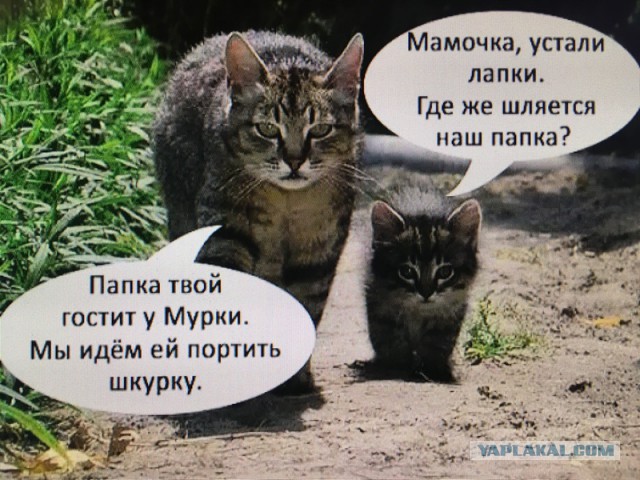 Фотобомбы котов