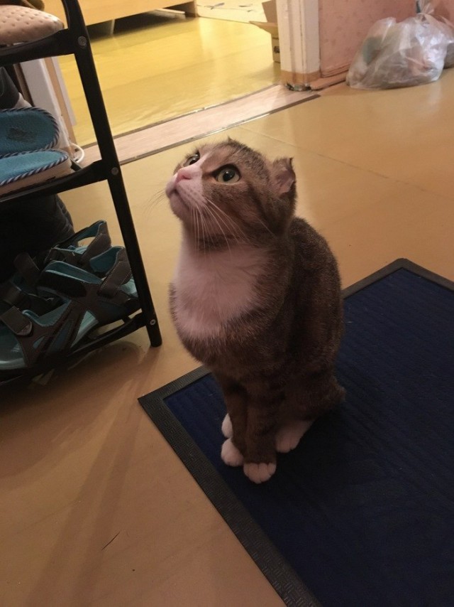 Прикольных котов пост