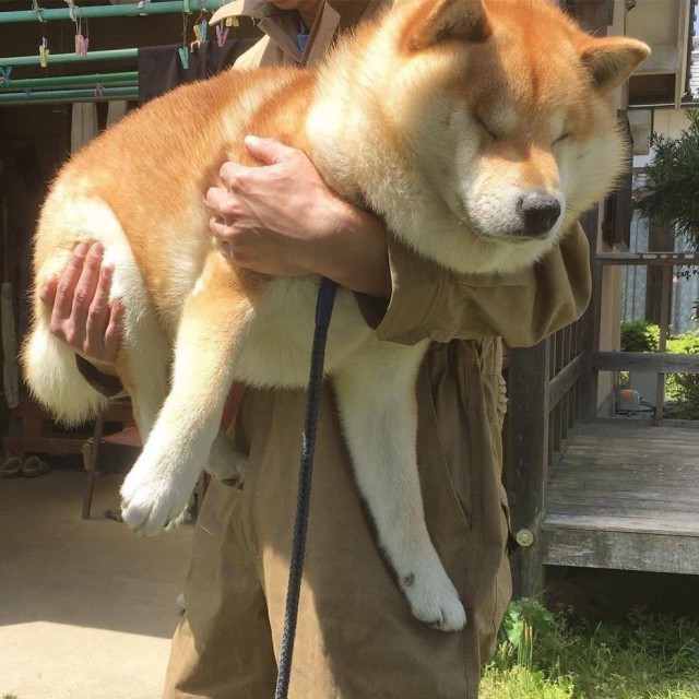 Живность из сети