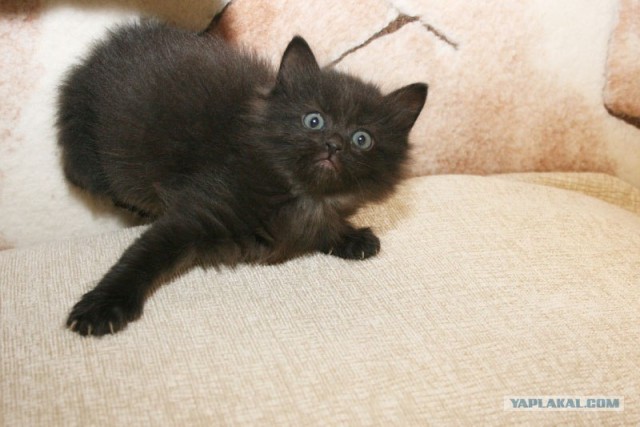 Котовторник  07.06.11