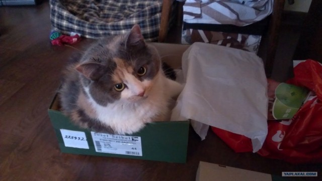 Котовторник 17.04.2012