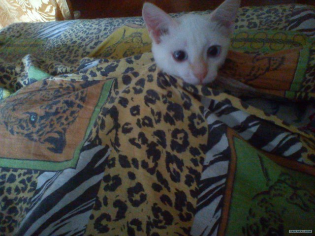 Котовторник 8 мая 2012