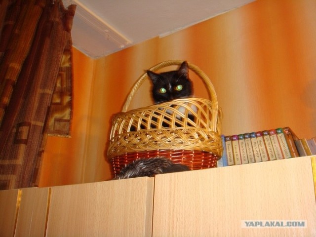 Котовторник 30.10.2012