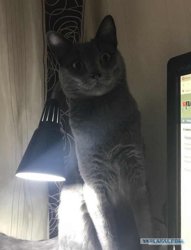 Мой персональный кот с лампой