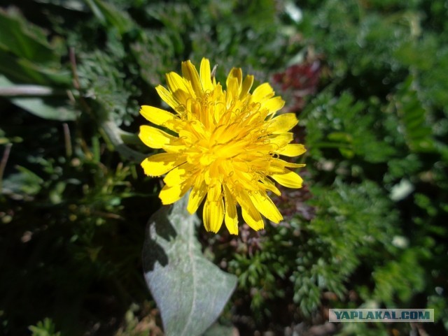 Лапша лугового флота свободного выгула