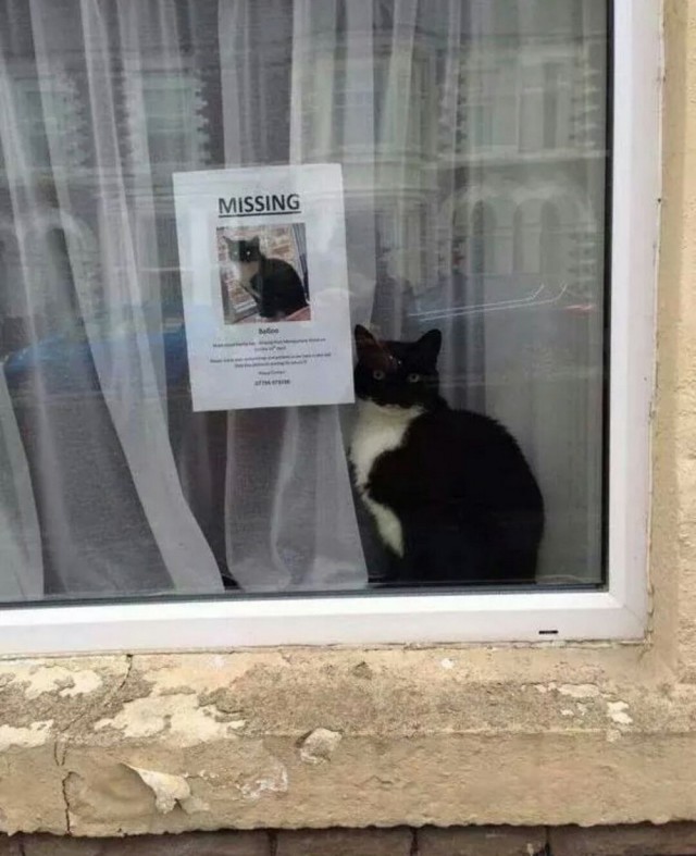 Коты из сети