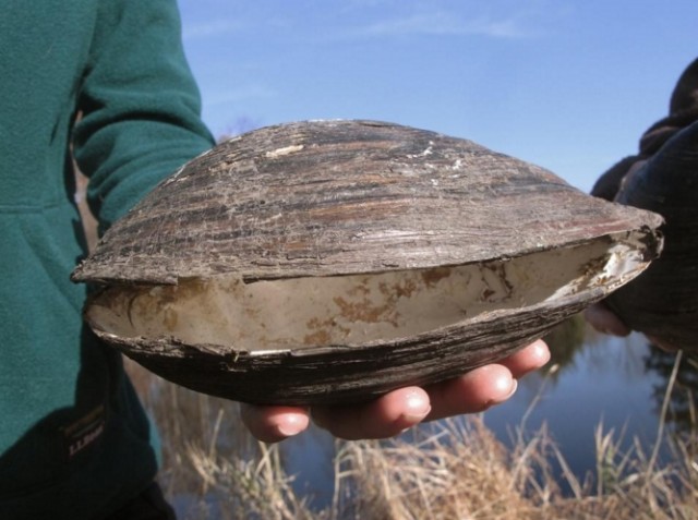 #ДРЯПнем! Блюдо с участием мидий.