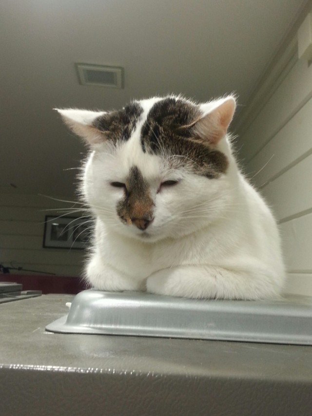 Про прапора, кота