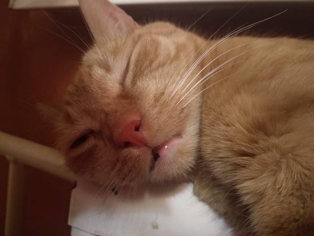Котовторник. Добавляйте своих