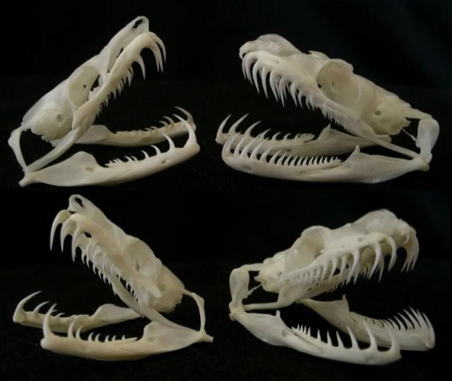 Некоторые думают "А почему бы мне не завести себе ручного удава?"