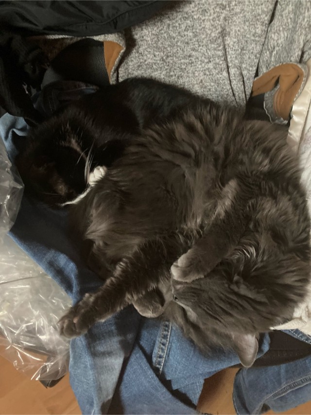 Котовторник так котовторник