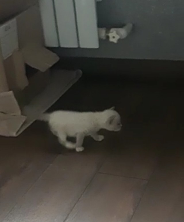 А что это мы котовторник не начинаем? Время пришло!