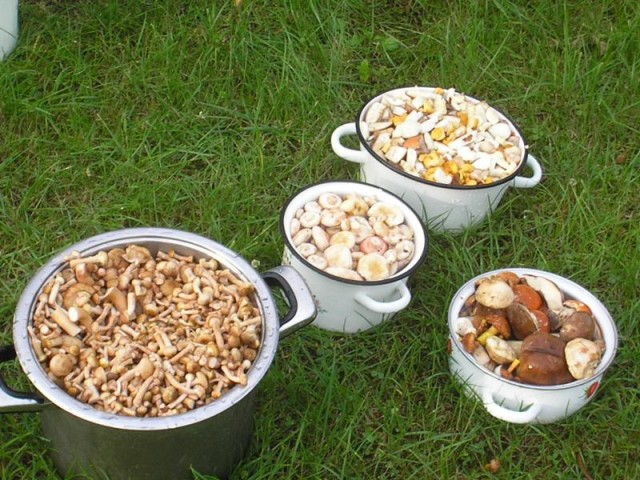 Грибные места