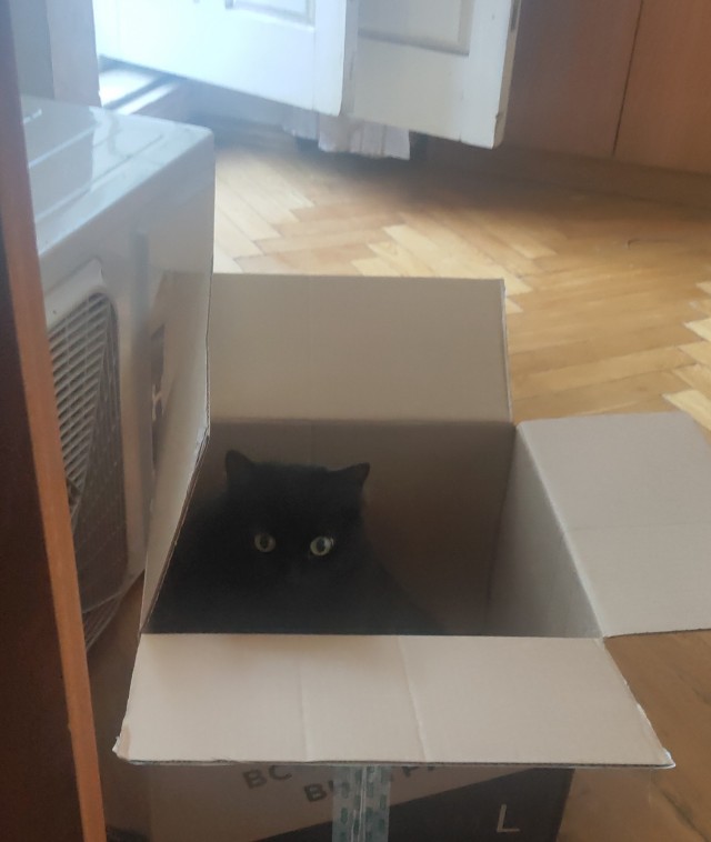 Нашли кошку